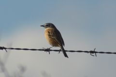 Polystictus pectoralis