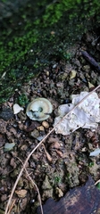 Caracolus marginella