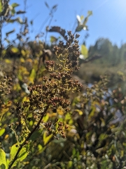 Spiraea alba latifolia