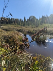 Spiraea alba latifolia