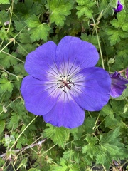 Geranium sylvaticum