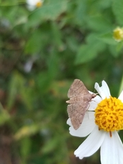 Herpetogramma phaeopteralis