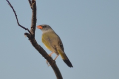 Embernagra platensis