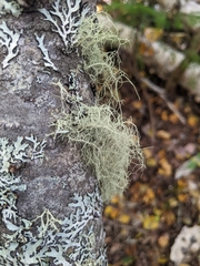 Usnea