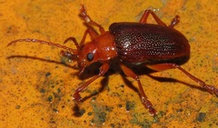 Eumolpinae