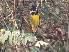 Pheucticus aureoventris