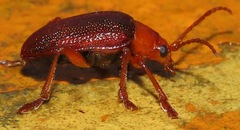 Eumolpinae