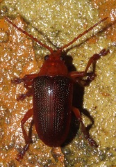 Eumolpinae