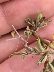 Agdistis americana