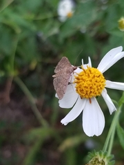Herpetogramma phaeopteralis