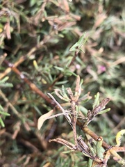 Agdistis americana
