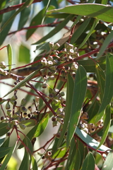 Eucalyptus sieberi