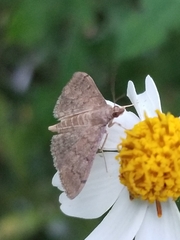 Herpetogramma phaeopteralis