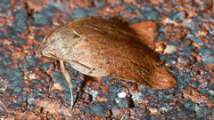 Tortricopsis pyroptis