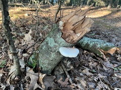 Fomitopsis betulina