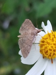 Herpetogramma phaeopteralis