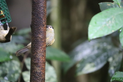 Xanthotis macleayanus