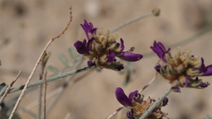 Psorothamnus emoryi emoryi