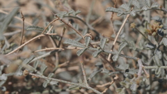 Psorothamnus emoryi emoryi