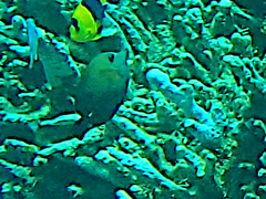 Zebrasoma scopas