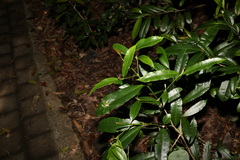 Baloghia inophylla