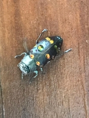 Chrysobothris chrysoela