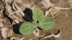 Cucurbita palmata