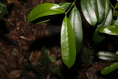 Baloghia inophylla