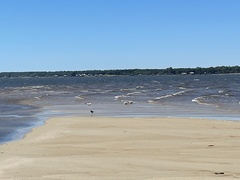 Pluvialis squatarola