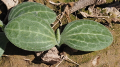 Cucurbita palmata