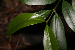 Baloghia inophylla