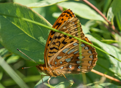 Speyeria cybele pseudocarpenteri