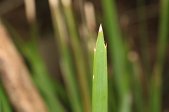 Lomandra hystrix