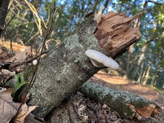 Fomitopsis betulina