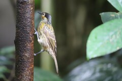 Xanthotis macleayanus