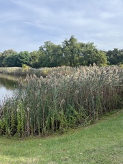 Phragmites
