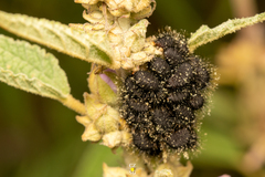 Calligrapha mexicana