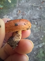 Lactarius peckii