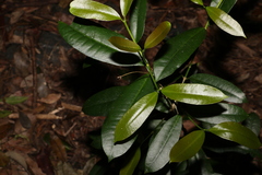 Baloghia inophylla