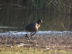 Fulica armillata
