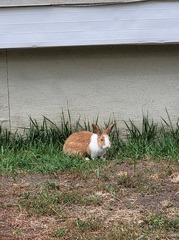 Oryctolagus cuniculus domesticus