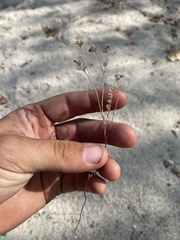 Eremocarya micrantha