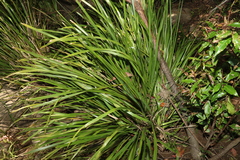 Lomandra hystrix