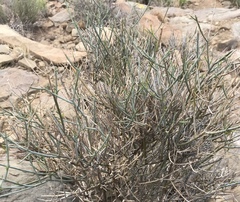 Lacomucinaea lineata