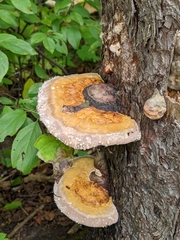 Fomitopsis pinicola
