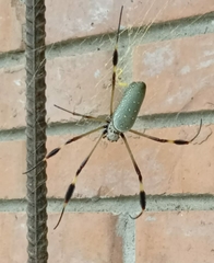 Trichonephila clavipes