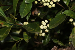 Acronychia oblongifolia