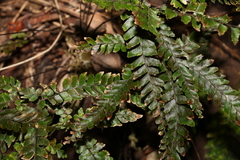 Adiantum hispidulum