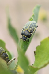 Geoborus rugipennis