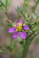 Fagonia chilensis